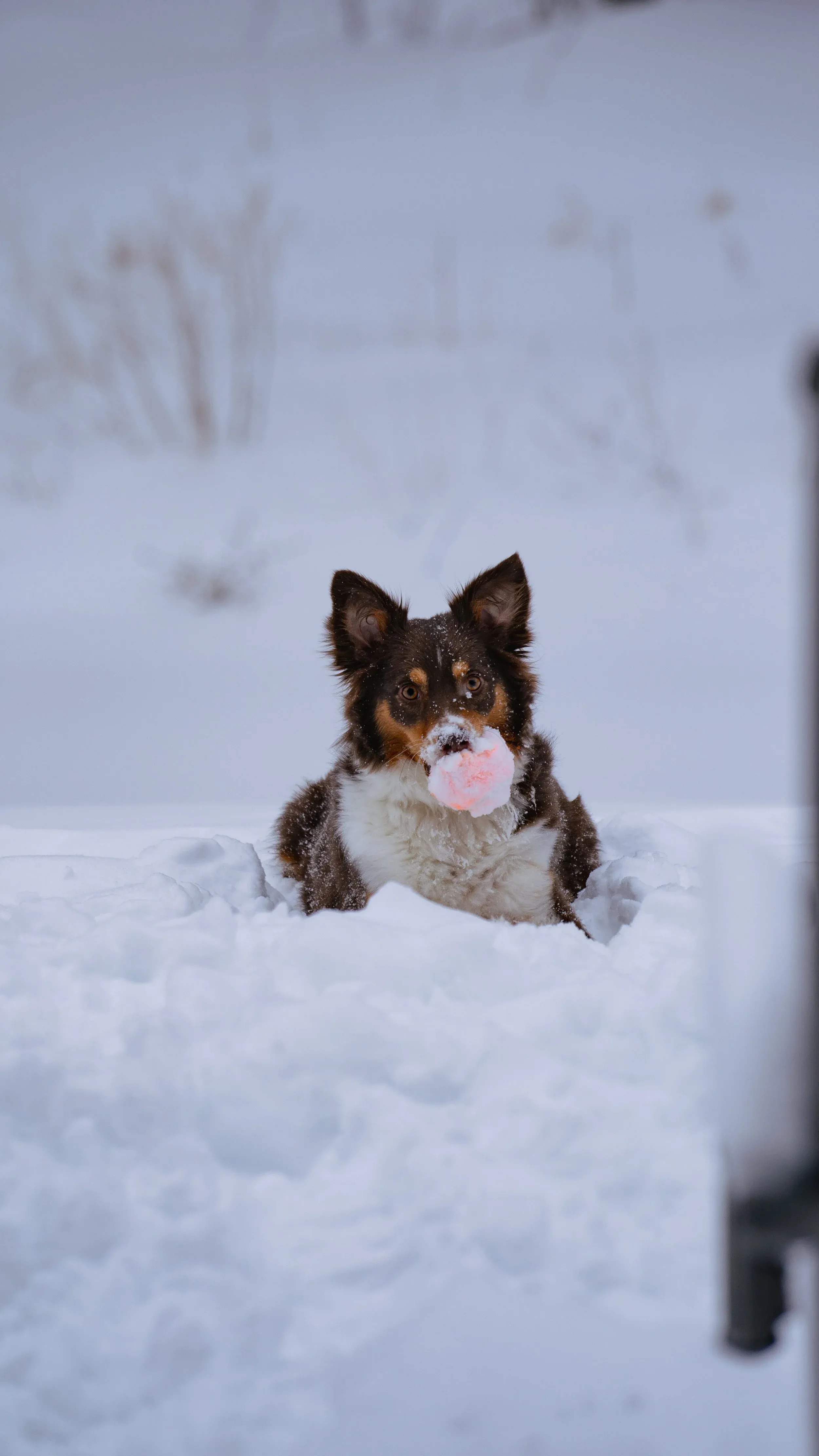 Thor the Australian Shepherd peeking over a snow mound, tongue out