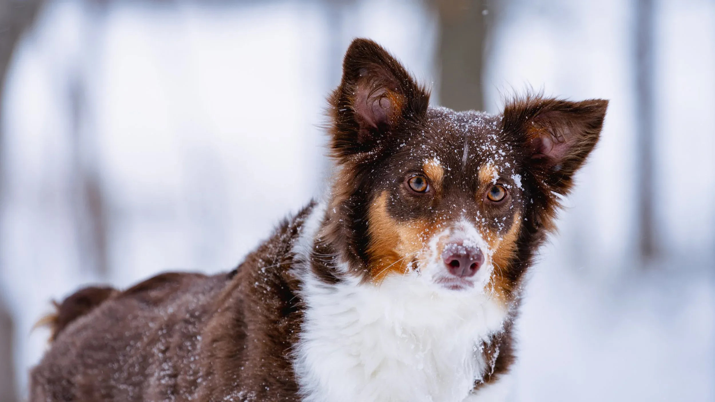 Close portrait of Thor dusted with snow