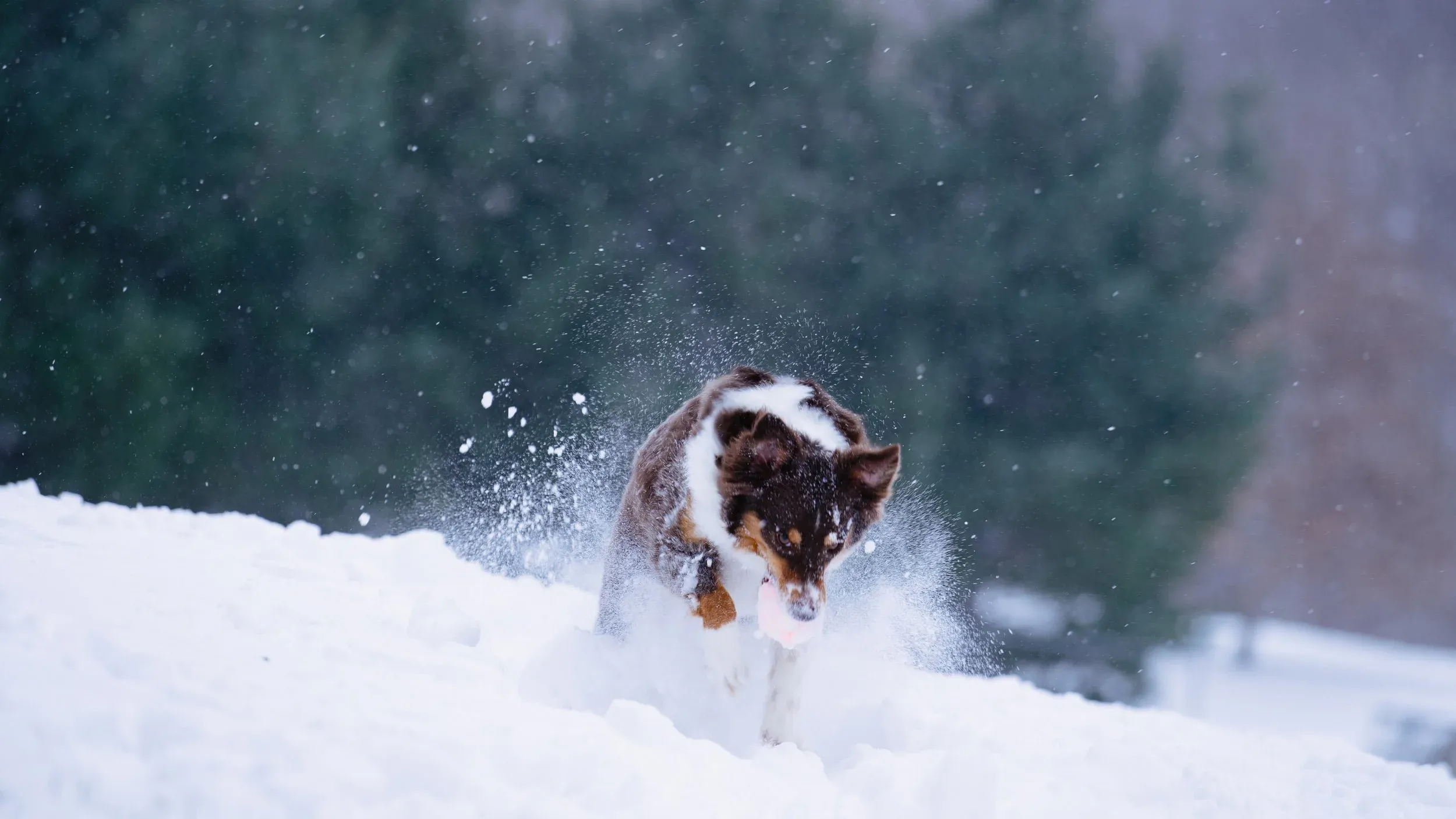 Thor plowing through deep snow mid-run