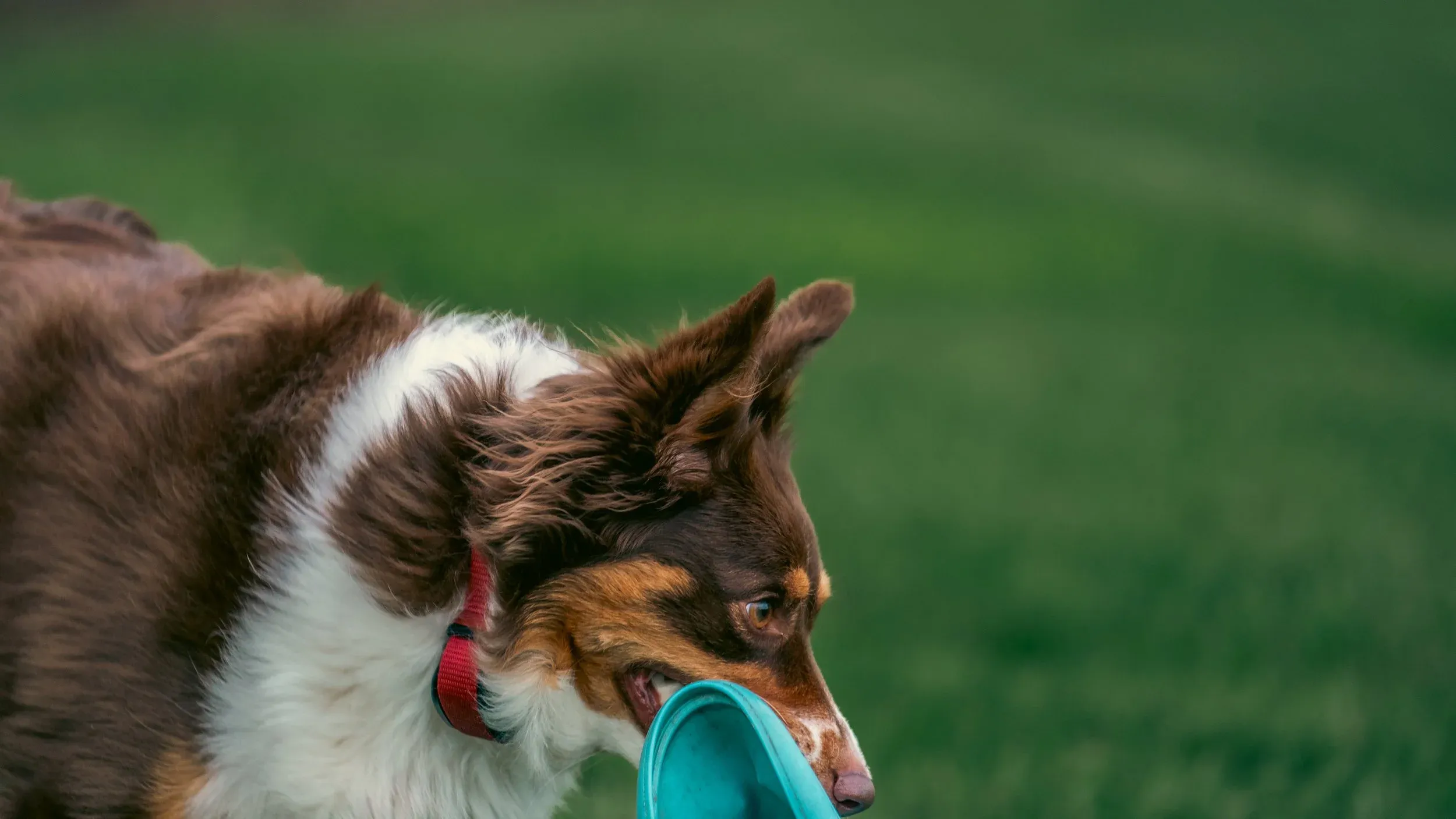 Thor with a frisbee in the grass