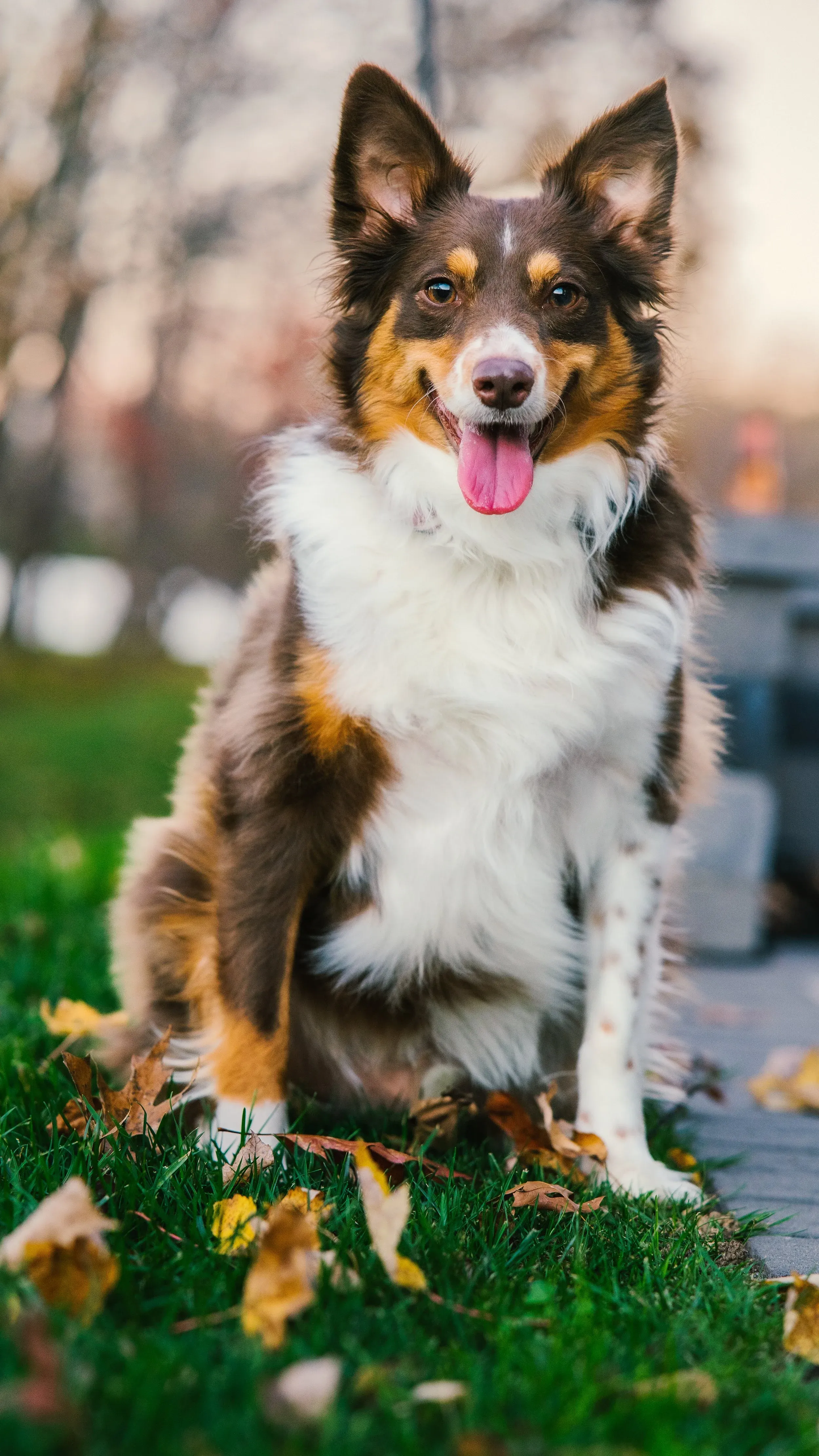 Thor sitting among autumn leaves at golden hour