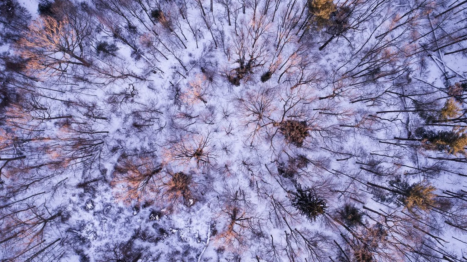 Aerial photograph of a snow-covered forest, 2018